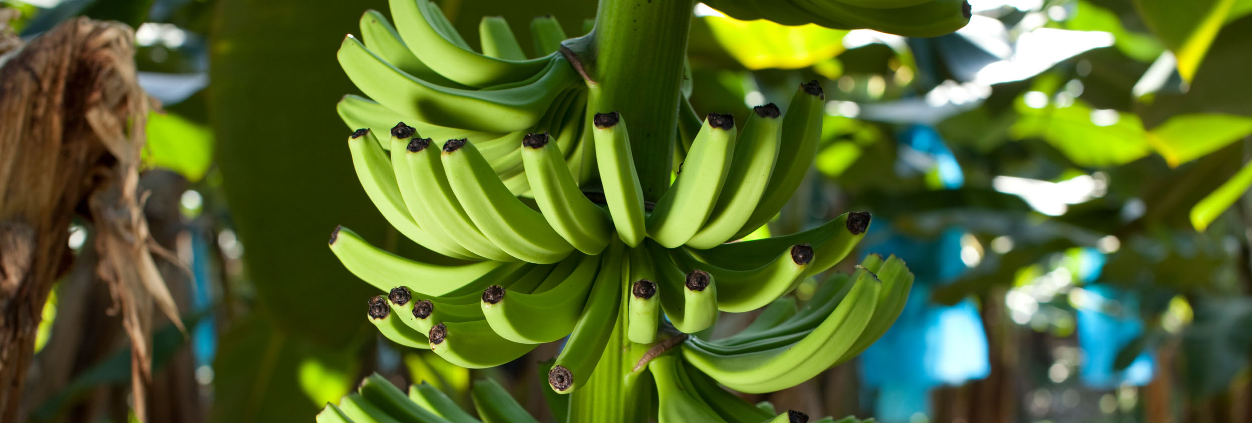banana-green-sm