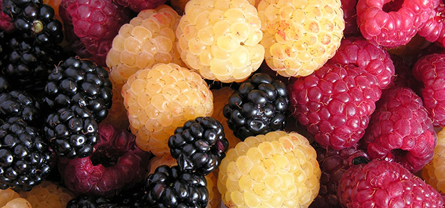Raspberry varieties – surprisingly varied