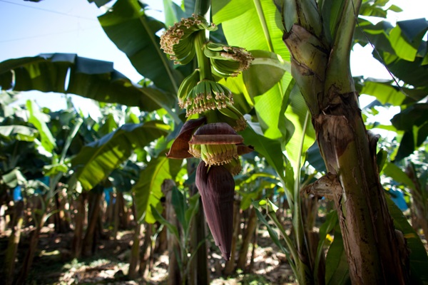 Bild: Bananenstaude in Costa Rica