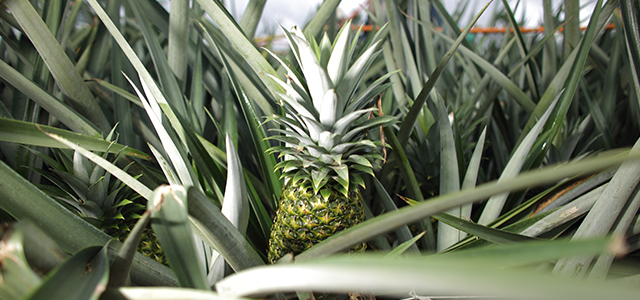 Where do pineapples grow?