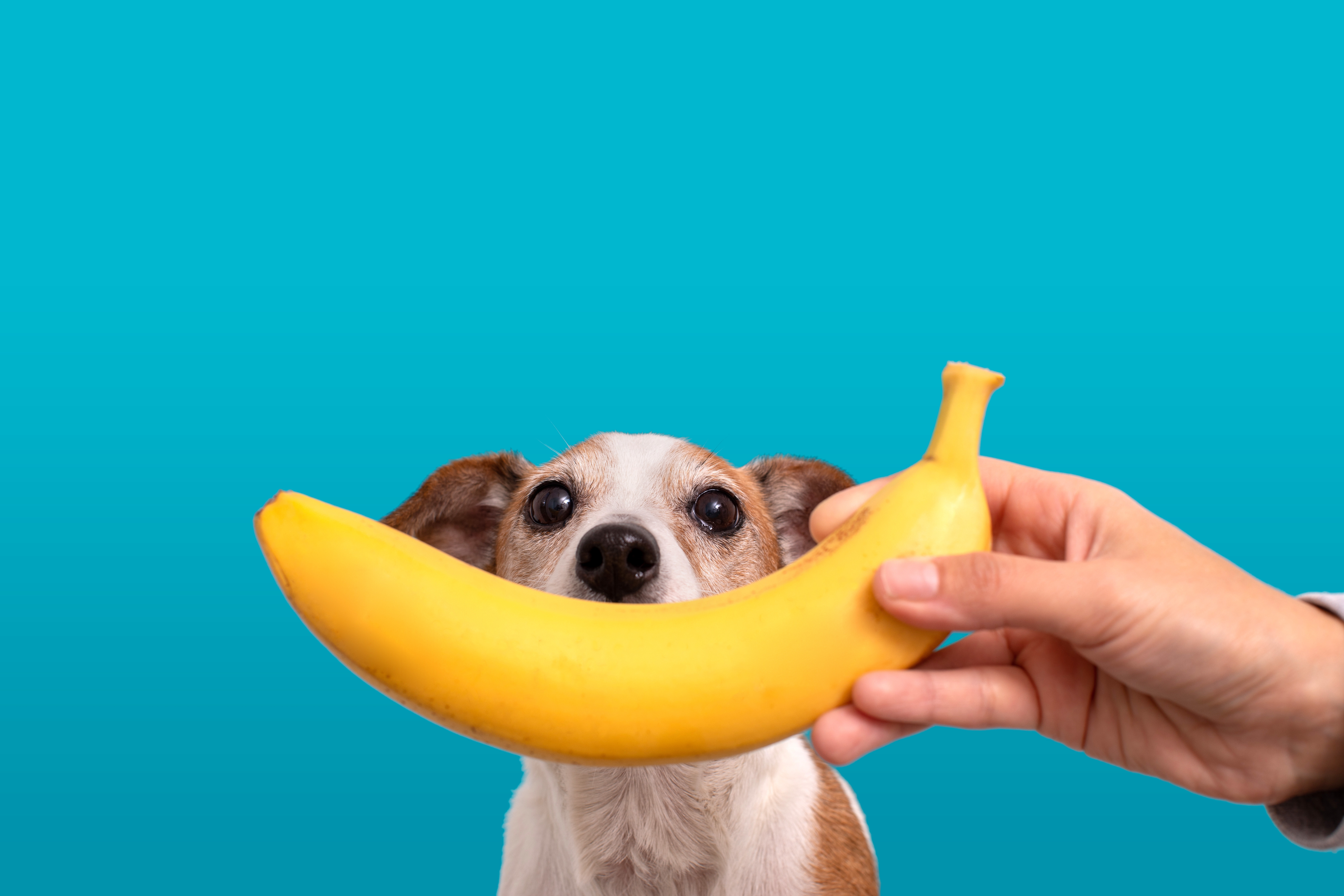 Nutritious Treats for Your Pup