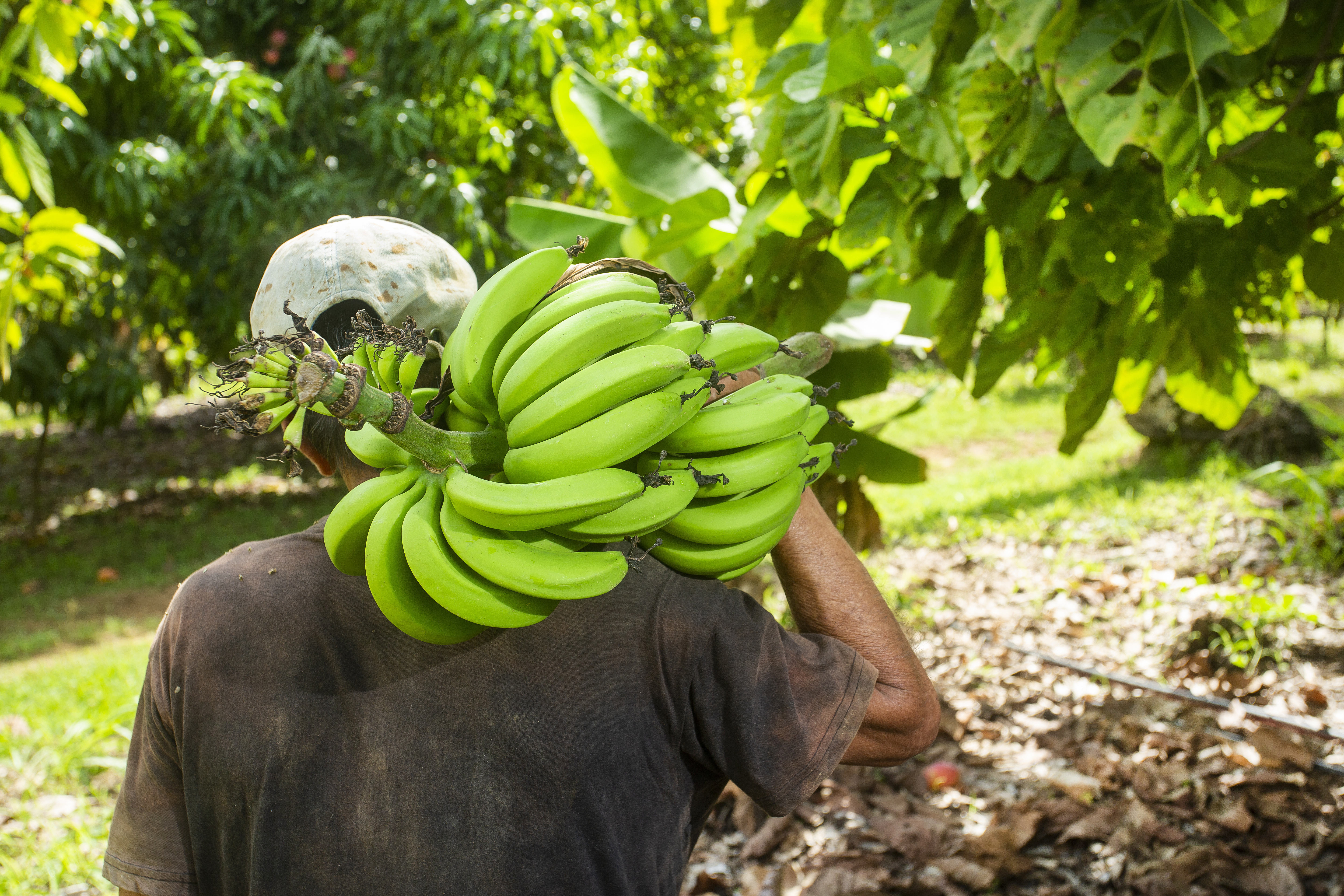 Spend a Day with Banana Worker Andres